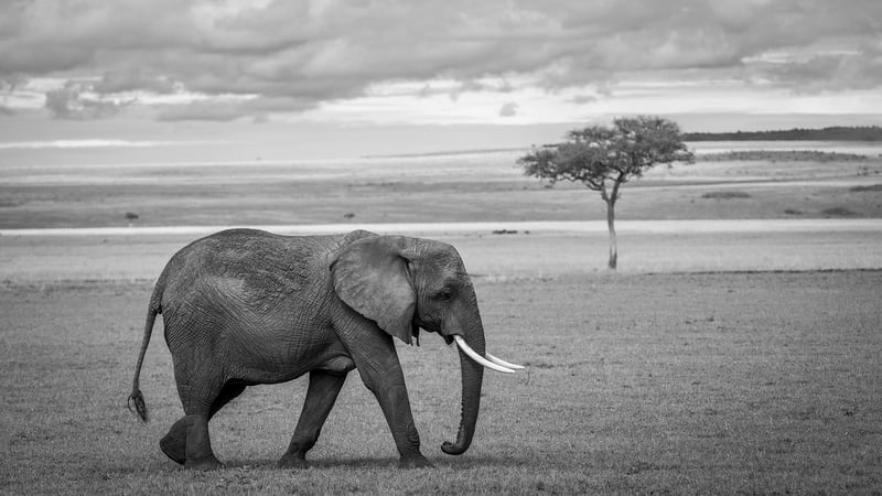 African landscape with animals